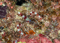 Stenopus hispidus (Banded Coral Shrimp)