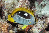 Chaetodon melannotus (Black-Backed Butterflyfish)