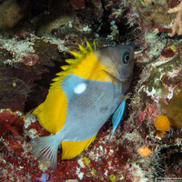 Hemitaurichthys polylepis (Pyramid Butterflyfish)