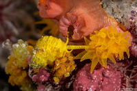 Epidendrium aureum (Golden Wentletrap)