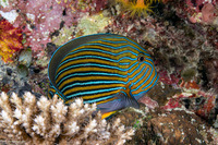 Acanthurus lineatus (Striped Surgeonfish)