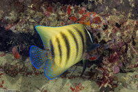 Pomacanthus sexstriatus (Six-Banded Angelfish)