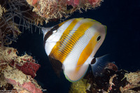 Coradion chrysozonus (Orange-Banded Coralfish)