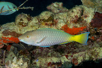 Hipposcarus longiceps (Pacific Longnose Parrotfish)