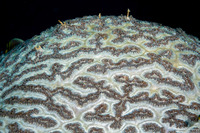 Physogyra lichtensteini (Grape Coral)