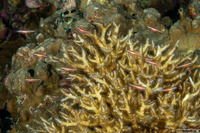 Eviota bifasciata (Twostripe Dwarfgoby)