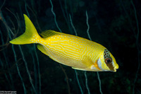 Siganus puellus (Masked Rabbitfish)