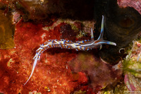 Caloria indica (Indian Caloria)