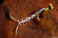 Caloria indica (Indian Caloria)