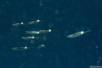 Sepioteuthis lessoniana (Bigfin Reef Squid)