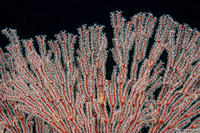 Melithaea sp.1 (Melithaea sp.1)