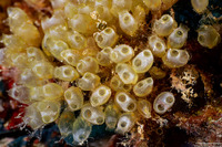 Clavelina sp.2 (Clavelina sp.2)