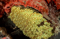 Symplegma rubra (Symplegma Rubra)