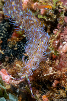 Pteraeolidia semperi (Blue Dragon Nudibranch)