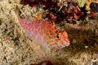 Cirrhitichthys oxycephalus (Pixy Hawkfish)