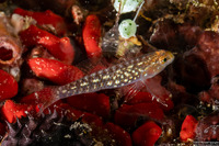 Eviota storthynx (Storthynx Dwarfgoby)