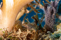 Eviota storthynx (Storthynx Dwarfgoby)