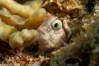 Salarias segmentatus (Segmented Blenny)