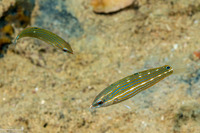 Halichoeres melanurus (Pinstriped Wrasse)