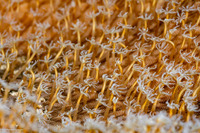 Sarcophyton trocheliophorum (Elephant Ear Coral)