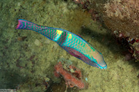 Scarus schlegeli (Yellowbar Parrotfish)