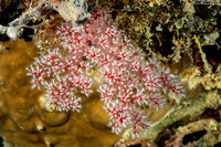Dendronephthya sp.1 (Dendronephthya)