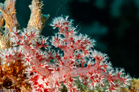 Dendronephthya sp.1 (Dendronephthya)