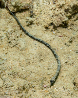 Micrognathus andersonii (Shortnose Pipefish)
