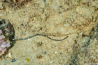 Corythoichthys ocellatus (Orange-Spotted Pipefish)