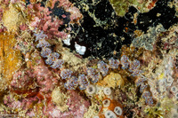 Pteraeolidia semperi (Blue Dragon Nudibranch)