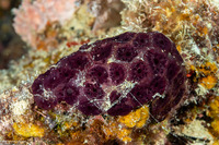 Eudistoma reginum (Eudistoma Reginum)