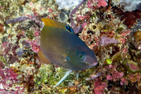 Halichoeres prosopeion (Twotone Wrasse)