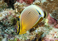Chaetodon lunulatus (Redfin Butterflyfish)