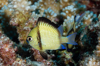 Dascyllus reticulatus (Reticulated Dascyllus)