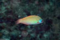 Pseudocoris yamashiroi (Redspot Wrasse)