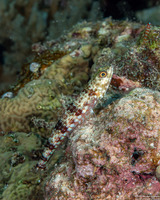 Synodus binotatus (Twospot Lizardfish)