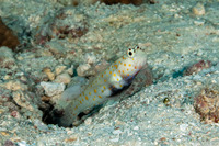 Amblyeleotris guttata (Spotted Shrimpgoby)