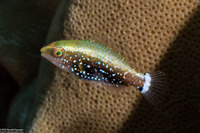 Scarus niger (Dusky Parrotfish)