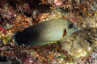 Acanthurus pyroferus (Mimic Surgeonfish)