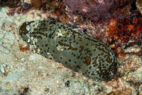 Bohadschia argus (Argus Sea Cucumber)