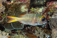 Monotaxis heterodon (Redfin Bream)