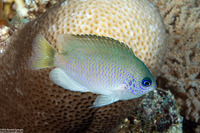 Pomacentrus reidi (Reid's Damsel)