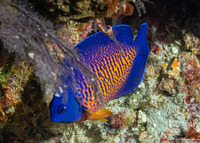 Centropyge bispinosa (Two-Spined Angelfish)