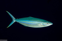 Elagatis bipinnulata (Rainbow Runner)