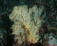 Melithaea sp.1 (Melithaea sp.1)