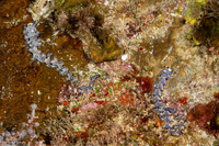 Pteraeolidia semperi (Blue Dragon Nudibranch)