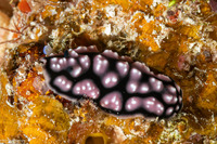 Phyllidiella pustulosa (Pustulose Phyllidia)