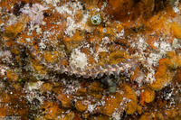 Pteraeolidia semperi (Blue Dragon Nudibranch)