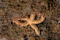 Linckia multifora (Multipore Sea Star)
