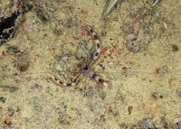 Stenopus hispidus (Banded Coral Shrimp)